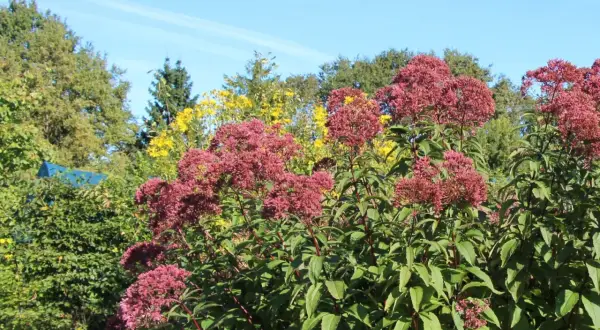 Hohe, purpurrote Blütenstände des Wasserdost-Standorts vor blauem Himmel und grünen Bäumen.