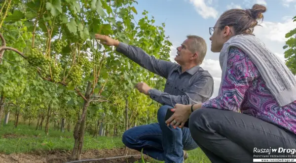 Mężczyzna i kobieta oglądają winorośl z gronami. Odkrywają najlepsze winnice w Polsce.
