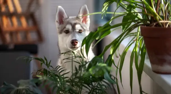 A husky puppy peeks through lush green houseplants.