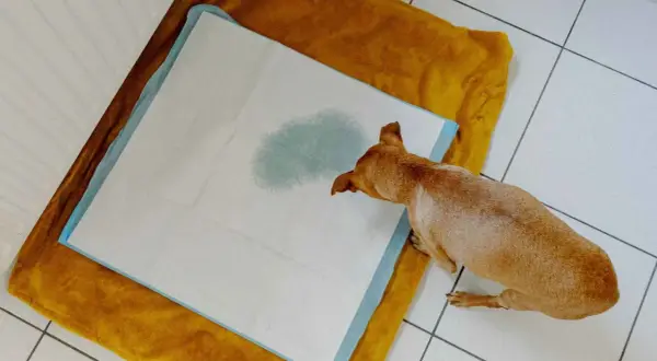 Perro pequeño sobre empapador con mancha de orina. Podría ser un síntoma de infeccion de orina perros.