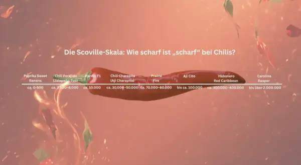 Die Scoville-Skala zeigt, wie viel Scoville hat eine Chili. Von milden Paprika bis zur extrem scharfen Carolina Reaper.