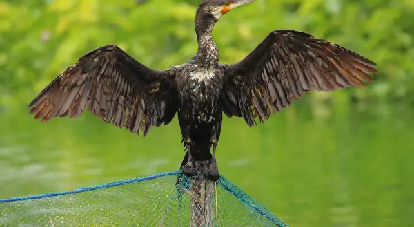 Un oiseau noir aux ailes déployées, perché sur un filet, prêt à plonger pour attraper des poissons.