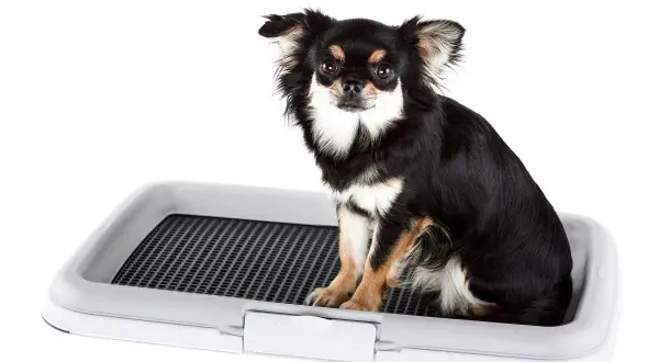 Chihuahua siedzi na kuwecie, ucząc się jak nauczyć psa sikać do kuwety.