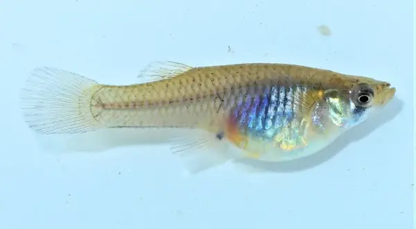 Un petit poisson moustique aux reflets irisés, nageant dans une eau claire.