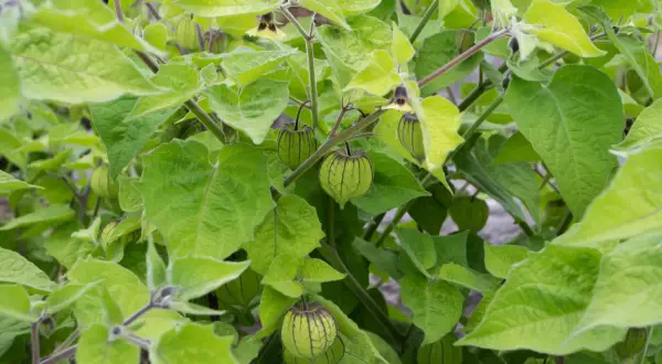 Grüne, papierartige Hüllen umgeben die Früchte einer Physalis-Pflanze, die von üppigem Laub umrahmt wird.