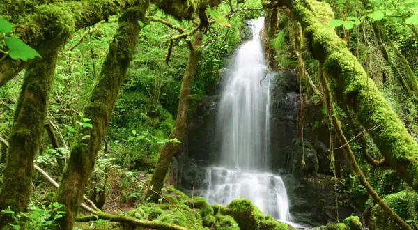 La fervenza de Firvado, un espectáculo natural cubierto de musgo verde vibrante, cae en cascada entre árboles cubiertos de vegetación.