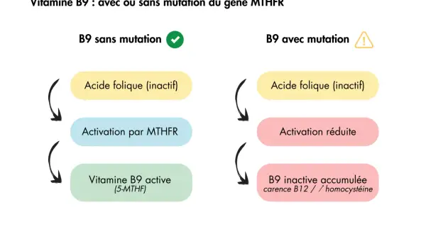 Schéma comparant l'activation de la vitamine B9. Sans mutation MTHFR, l'acide folique est bien activé. Avec mutation, l'activation est réduite, montrant le bienfait de l'acide folique bien métabolisé.