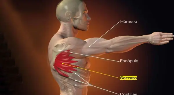 Todo sobre los músculos serratos anteriores: anatomía y funciones esenciales