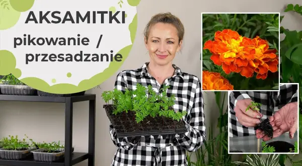 Kiedy siać aksamitki do doniczek, aby uniknąć niepowodzeń w uprawie