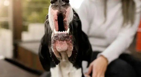 Gros plan sur un chien qui aboie, gueule ouverte et dents visibles. Une personne est assise derrière.