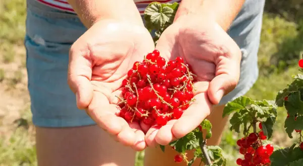 Hände voller roter Johannisbeeren, frisch vom Strauch. Bald werden diese Beeren in einem leckeren Kuchen landen, der mit Liebe zum Detail beim Johannisbeeren pflanzen entstanden ist.