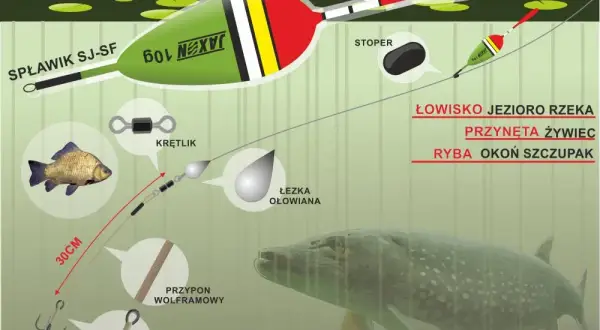 Spławik na żywca: wybierz idealny i łów drapieżniki jak ekspert!