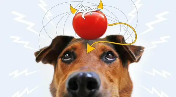 Ein Hund mit einer Teufel-Tomate auf dem Kopf, die Blitze und Gedankenwellen aussendet.
