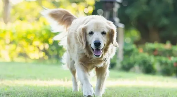 Czy golden retriever może mieszkać na dworze? Odkryj zagrożenia dla zdrowia