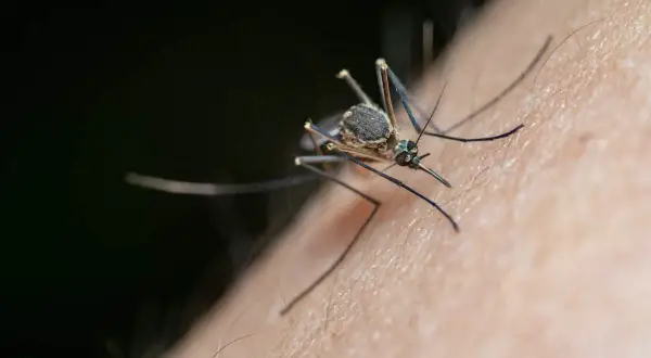 Un moustique sur la peau, prêt à piquer. Il est temps de se débarrasser des moustiques à l'extérieur pour profiter de l'été.