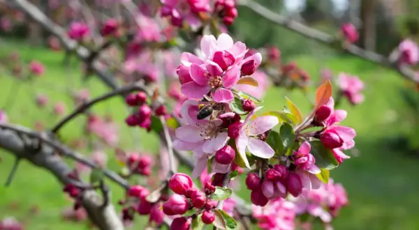 Ein Zierapfelbaum in voller Blüte, mit einer Biene, die Nektar sammelt. Die zarten rosa Blüten und Knospen sind wunderschön.