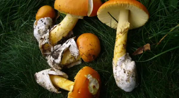 Hongos de color naranja brillante, algunos con volvas blancas, sobre hierba verde. ¡Cuidado! Podrían ser amanita caesarea venenosa.