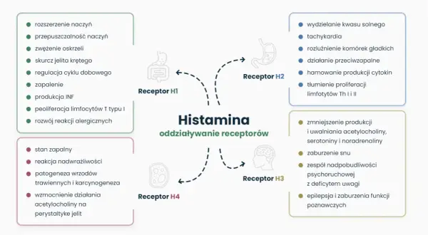 Schemat działania histaminy na receptory H1-H4, kluczowy dla zrozumienia nietolerancji histaminy i jej leczenia.