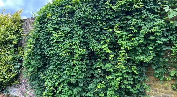 Un muro de ladrillos cubierto por exuberantes plantas trepadoras que no ensucian, creando un oasis verde.