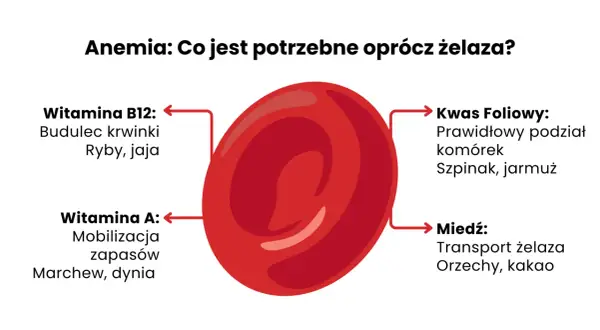 Anemia: co na anemię oprócz żelaza? Witamina B12, kwas foliowy, witamina A i miedź są kluczowe.