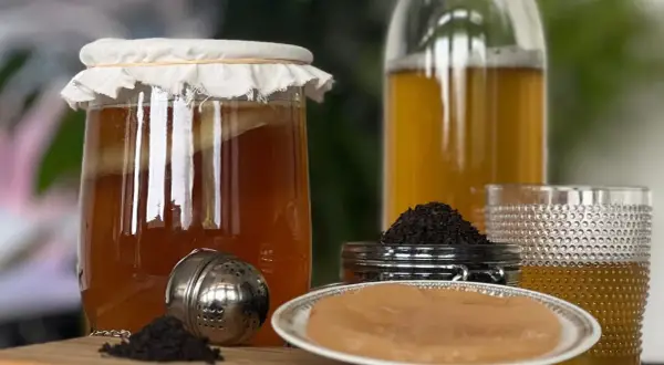 Un bocal de kombucha en fermentation, du thé noir et une mère de kombucha. Découvrez les kombucha bienfaits pour votre santé.