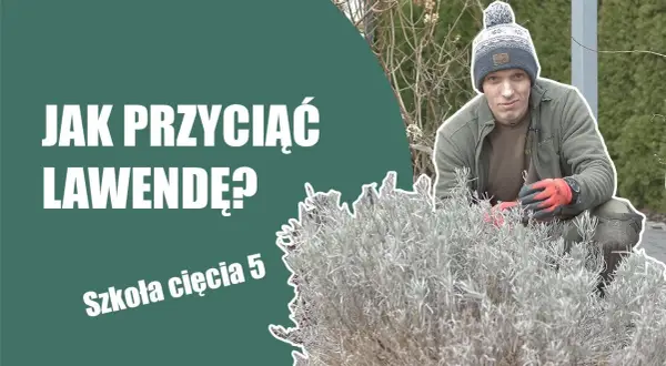 Jak przycinać lawendę po zimie? Poradnik krok po kroku