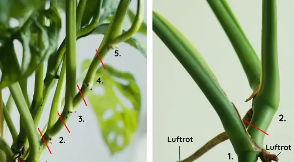 Detaljerad bild som visar hur man tar en monstera stickling. Röda linjer markerar var man ska klippa.