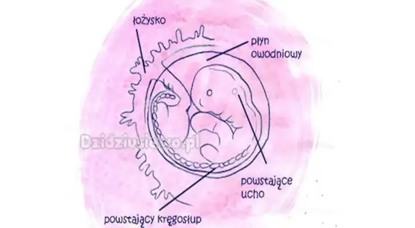 Ciąża 2 tygodnie przed okresem? Szanse i fakty o płodności