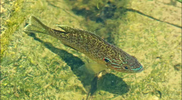 Un poisson perche soleil aux couleurs vives nage dans une eau claire, sur un fond verdoyant et rocheux.