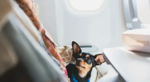 Kleiner Hund mit großen Ohren genießt das Fliegen mit Hund im Flugzeug, versteckt unter einer Decke neben dem Fenster.