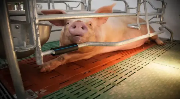 Un maiale rosa, sdraiato su una griglia, sembra sudare mentre un tubo metallico gli passa vicino.