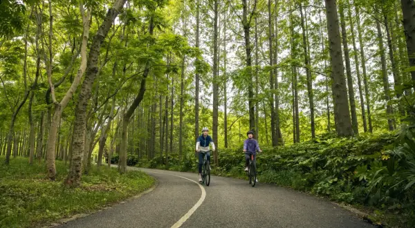 Dwie osoby na rowerach przemierzają malownicze trasy rowerowe Roztocza, otoczone bujną zielenią lasu.