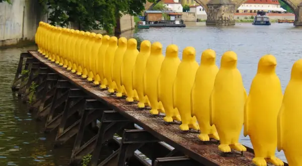 Żółte pingwiny na moście w Pradze to nietypowe atrakcje. Rząd żółtych rzeźb tworzy niezwykły widok nad rzeką.