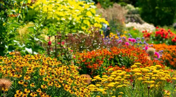 En blomstrande rabatt med perenner som tål torka, fylld med gula, orange och röda blommor i solsken.