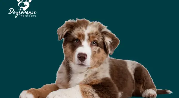 Süßer Australian Shepherd Welpe liegt entspannt. Informiere dich über australian shepherd krankheiten, um deinen Hund gesund zu halten.