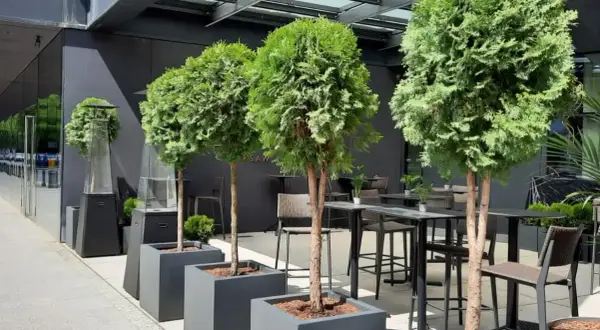 Krzewy w donicach przed domem tworzą zieloną alejkę. W tle stoliki i krzesła restauracyjne.