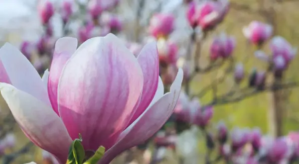 Piękna, różowa magnolia, jedna z wielu odmian kwitnących wiosną.