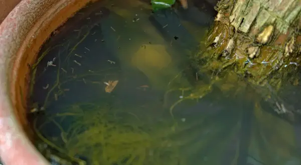 Dans un pot de fleurs, l'eau stagnante abrite de nombreuses larves de moustiques, se déplaçant parmi les racines et les débris végétaux.