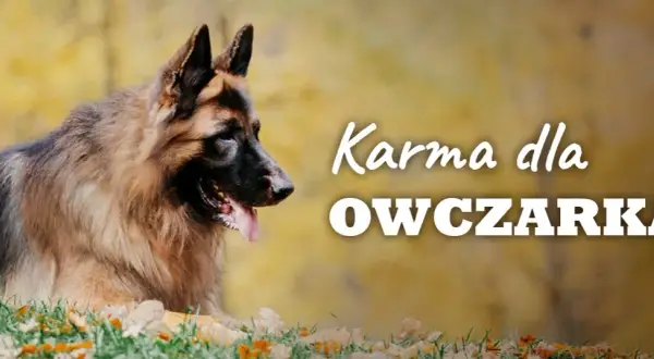 Ile suchej karmy dla owczarka niemieckiego - unikaj błędów w karmieniu