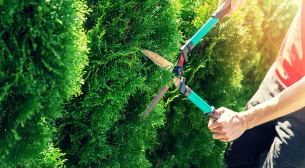 Gartenarbeit: Hände formen mit einer Heckenschere Thuja zu perfekten Kugeln.