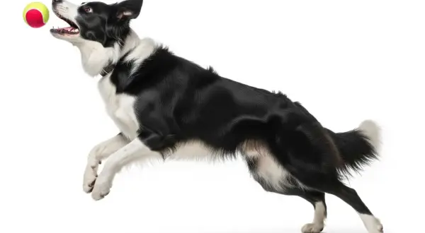 Czarny pies rasy border collie skacze po piłkę. Jego pysk jest otwarty, a oczy skupione na celu. To prawdziwy **cestal** w akcji!