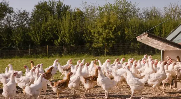Un gruppo di galline bianche e marroni si muove liberamente in un recinto per l'allevamento galline all'aperto, con un pollaio sullo sfondo.