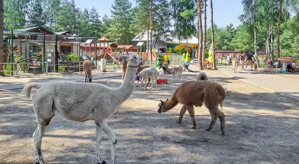 Urocze lamy spacerują po mini zoo. W tle widać plac zabaw i inne zwierzęta, ale niedźwiedzia nie ma.