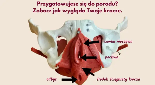 Model miednicy z zaznaczonymi strukturami krocza: cewka moczowa, pochwa, odbyt, środek ścięgnisty krocza. Pomoc w zrozumieniu, jak przygotować krocze do porodu.