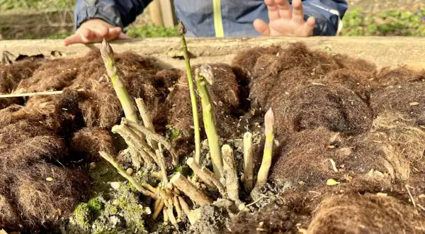 Endlich wieder Spargelzeit! Junge Spargelspitzen wachsen aus der Erde, bedeckt mit braunem Mulch. Ein Kind streckt neugierig die Hand aus.
