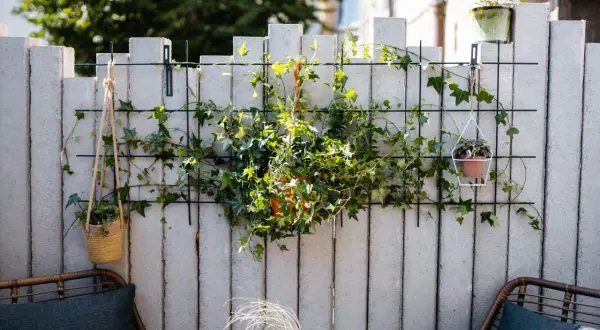 Grüne Ranken bedecken eine graue Beton-Gartenmauer, die mit Pflanzenampeln und einem Gitter zum Verkleiden der Mauer verschönert ist.