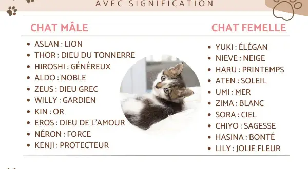 Un chaton tigré et blanc regarde curieusement. La liste propose des noms de chats, comme "Neron" pour un prenom chat gris, avec leur signification.
