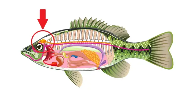 Der Pfeil zeigt auf das Gehirn eines Fisches. Ja, Fische haben ein Gehirn, das für ihre Funktionen zuständig ist.