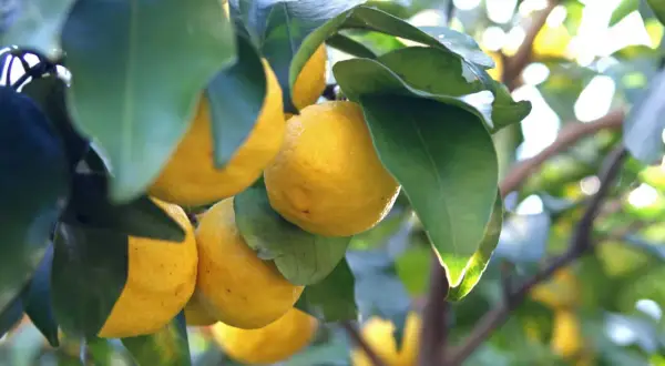 Yuzu que es: cítricos amarillos colgando de una rama, con hojas verdes y luz solar brillante.