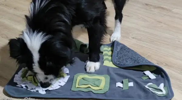 Perro negro y blanco olfateando una alfombra de actividades con diferentes texturas y pliegues, ideal para juegos de olfato para perros.
